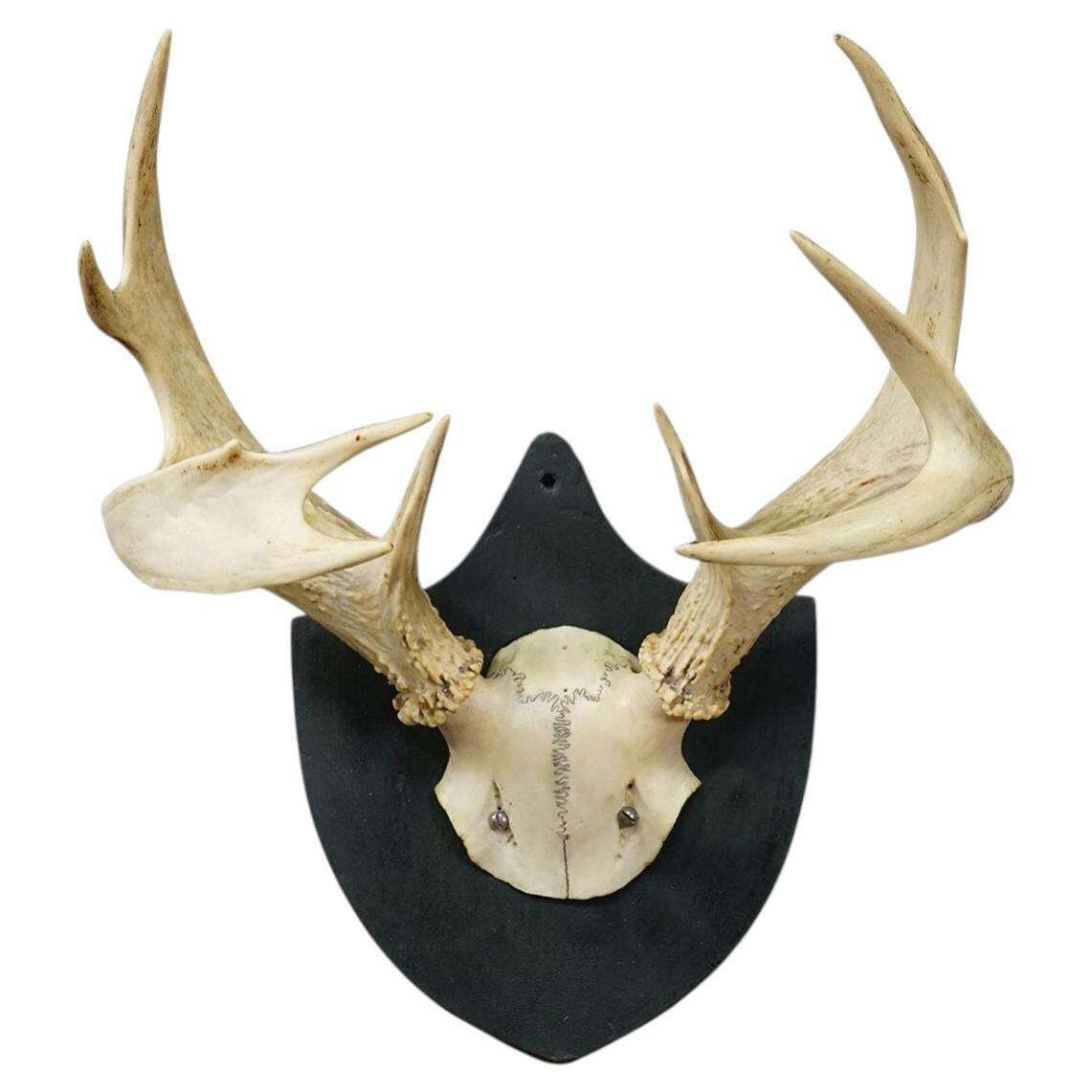 Antique Black Forest White Tailed Deer Trophy On Plaque   Salem 1860