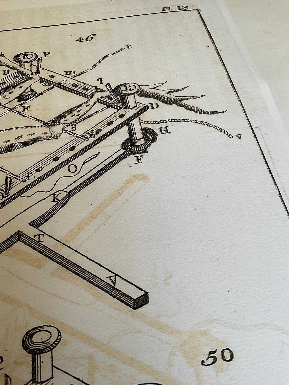 Rare Limited Edition Giclée Print From Micrographia Illustrata 1771 Scientific Natural History Art photo buy