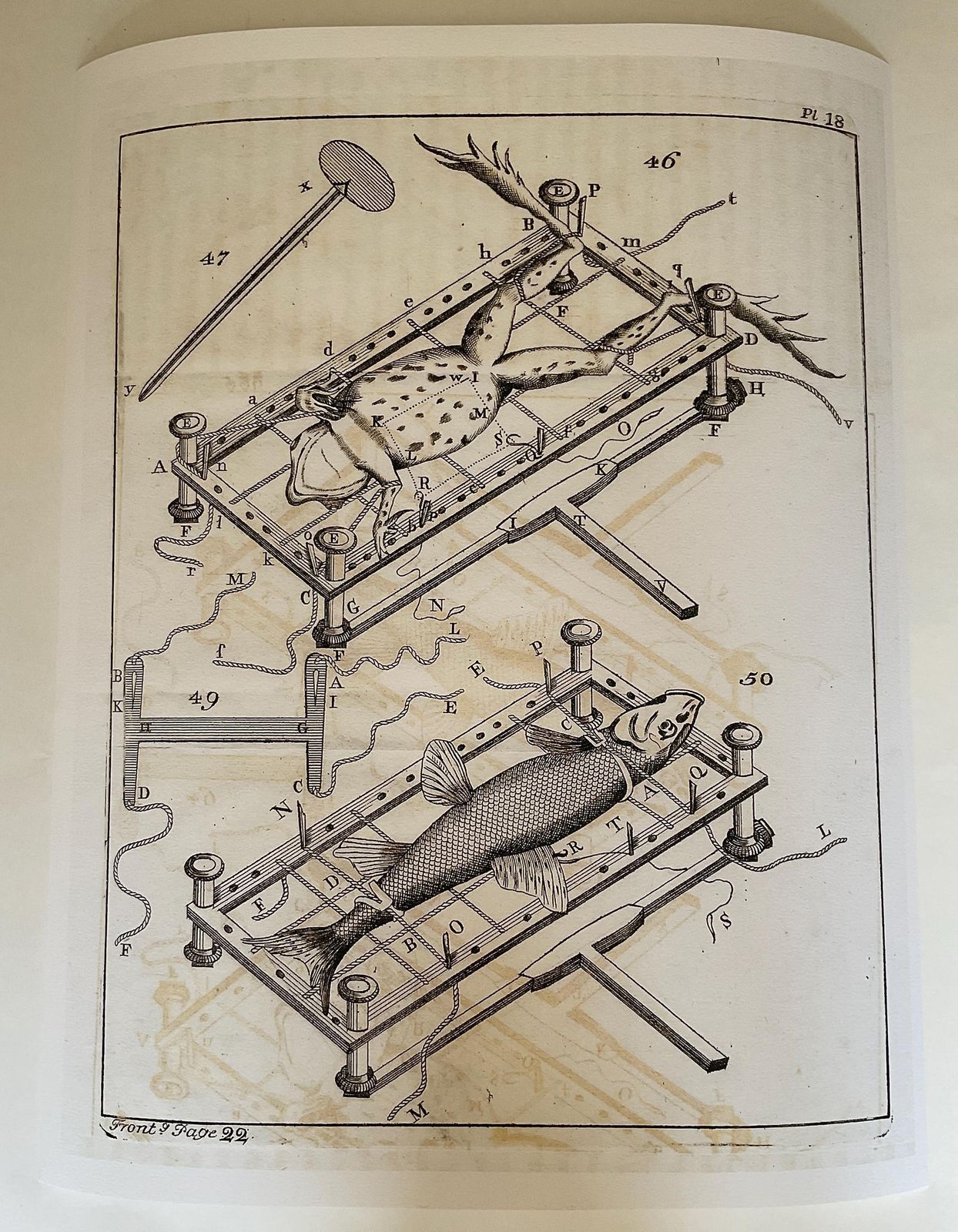 photo for sale Zeldzame gelimiteerde editie giclée-print uit Micrographia Illustrata 1771, wetenschappelijke natuurhistorische kunst