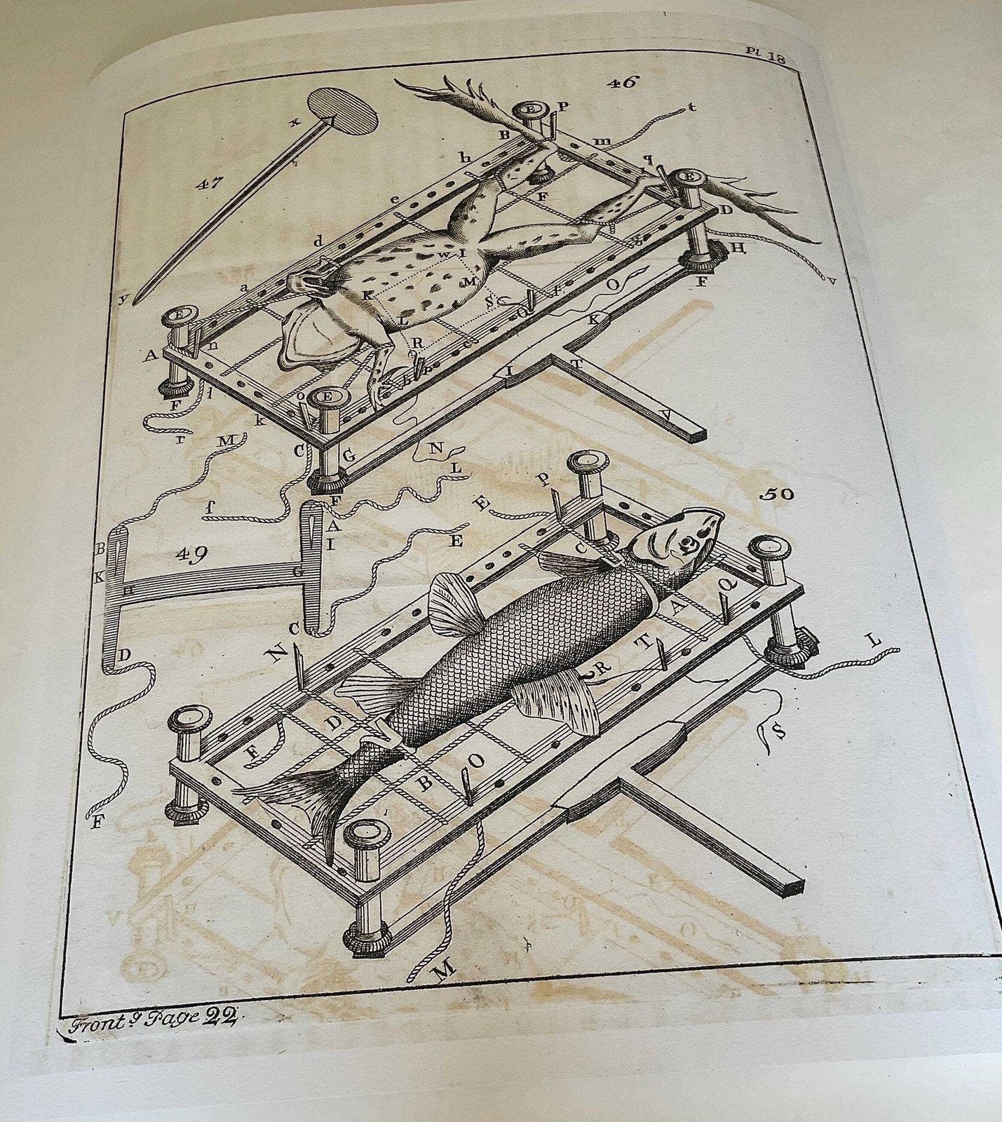 Art Rare Limited Edition Giclée Print From Micrographia Illustrata 1771 Scientific Natural History Art photo