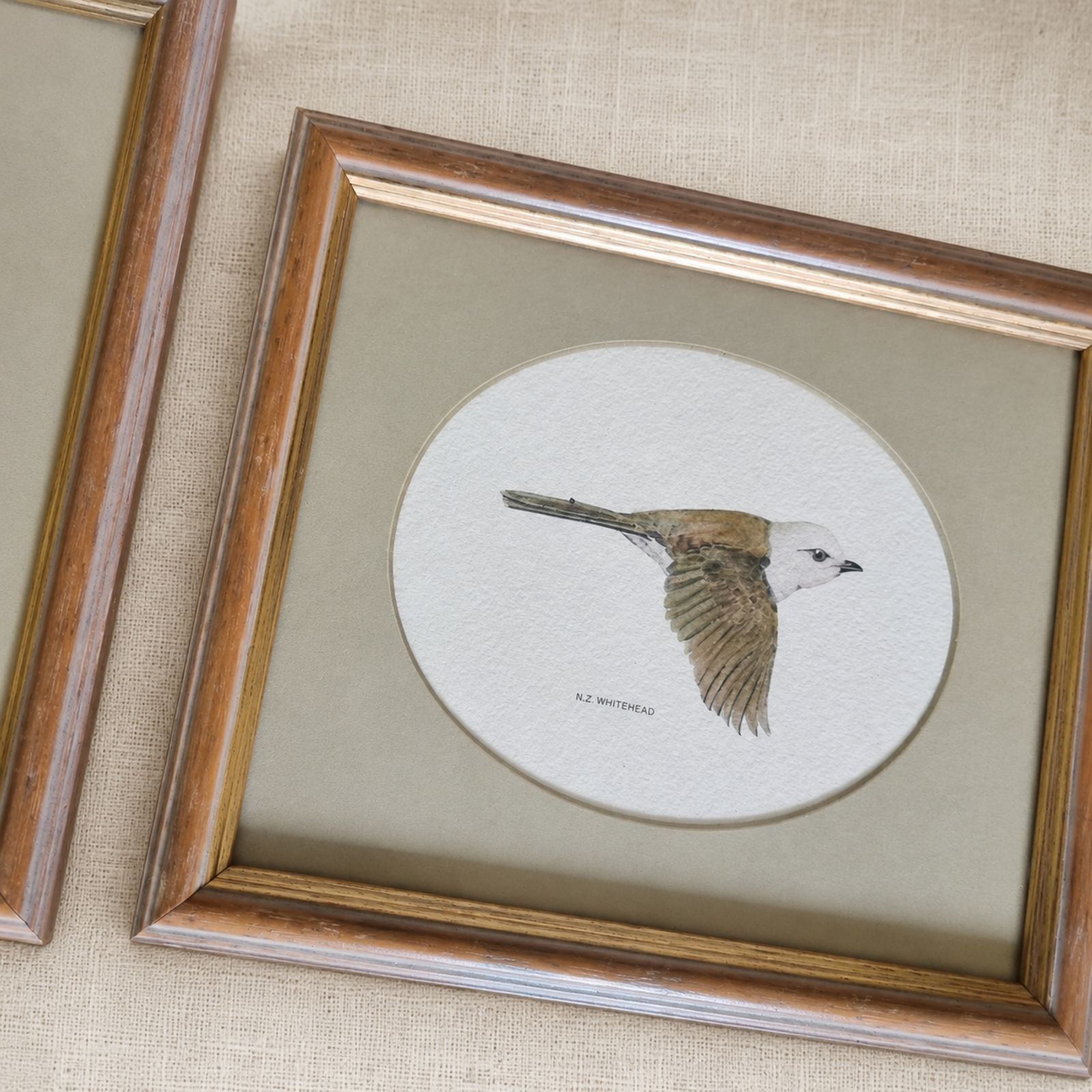 Paar vintage vogelprenten van Ian G. Meek, Nieuw-Zeeland photo Kunst