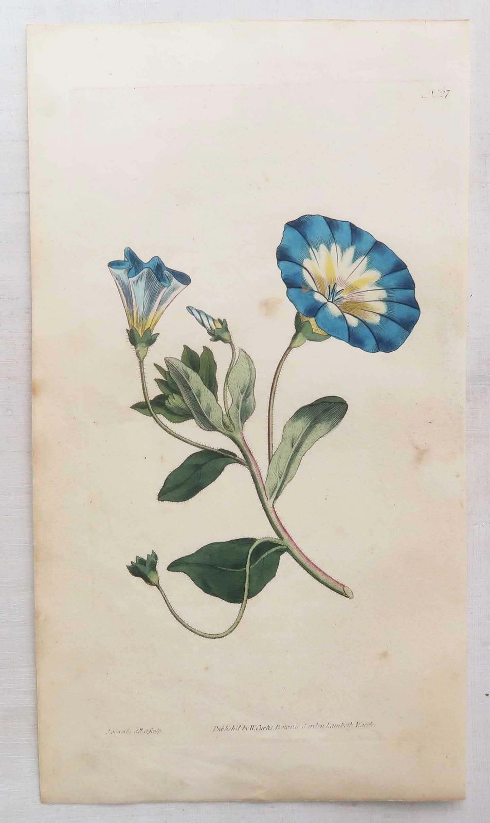 Set van 12 antieke botanische prenten naar Sowerby. Engels, 18e eeuw photo furniture
