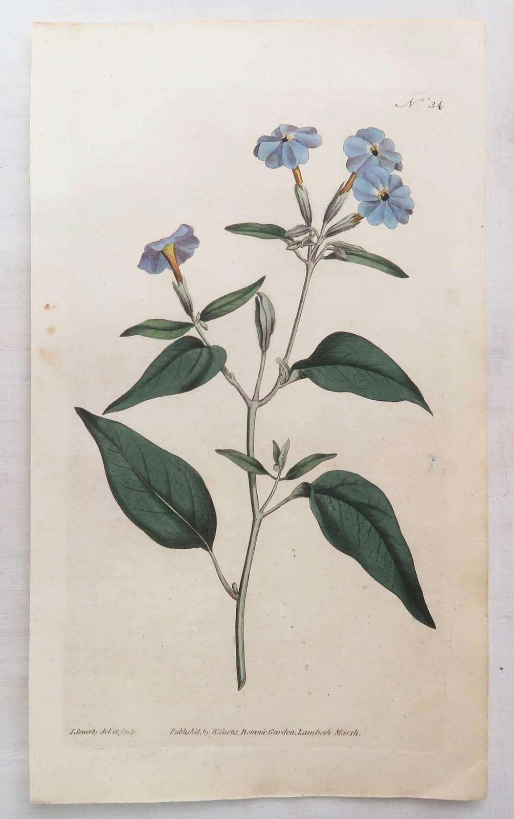 Set van 12 antieke botanische prenten naar Sowerby. Engels, 18e eeuw photo buy