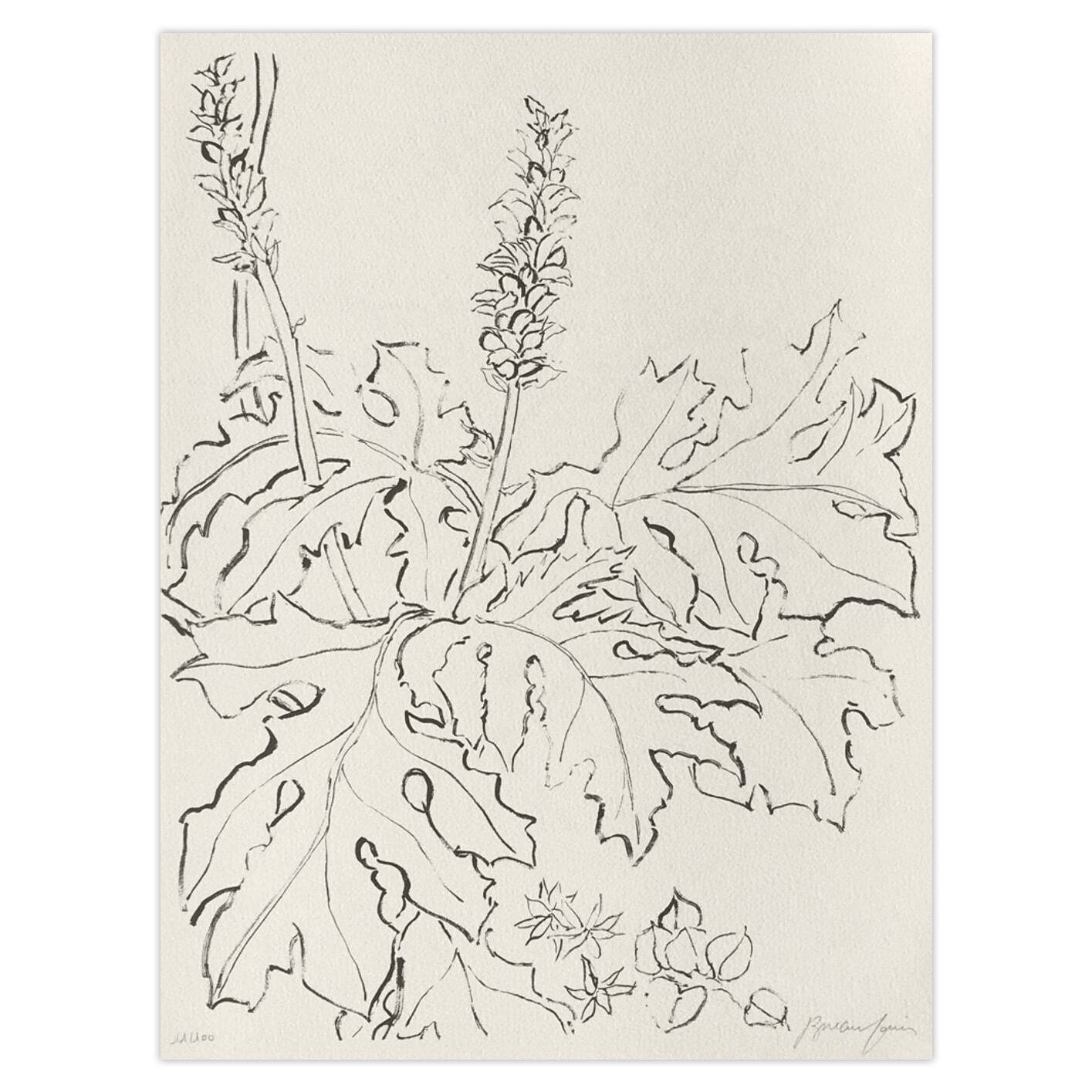Pierre Boncompain Gesigneerde Lithografie Figuier V 1990