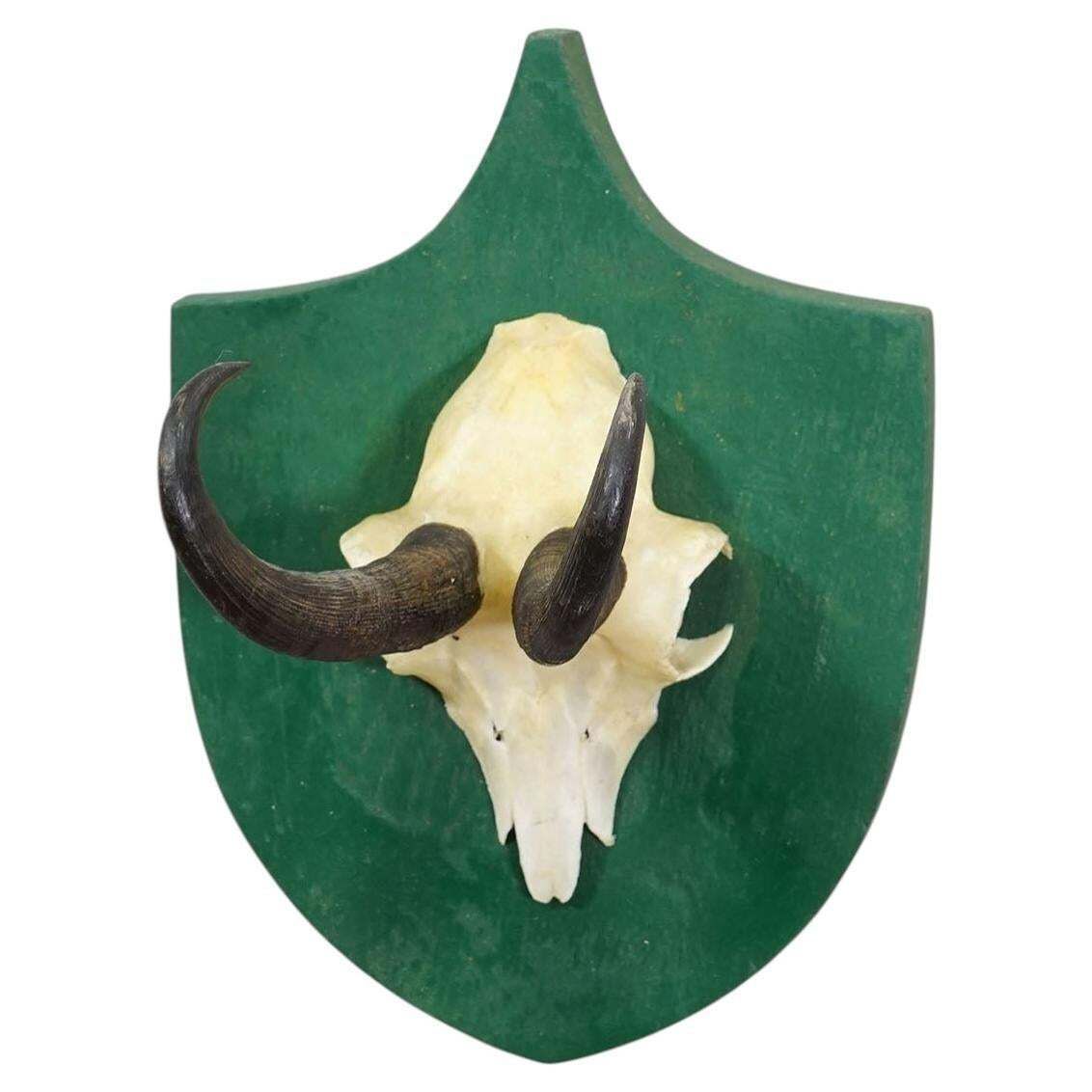 Antique Black Forest Chamois Trophy On Green Plaque   Salem Germany 1900