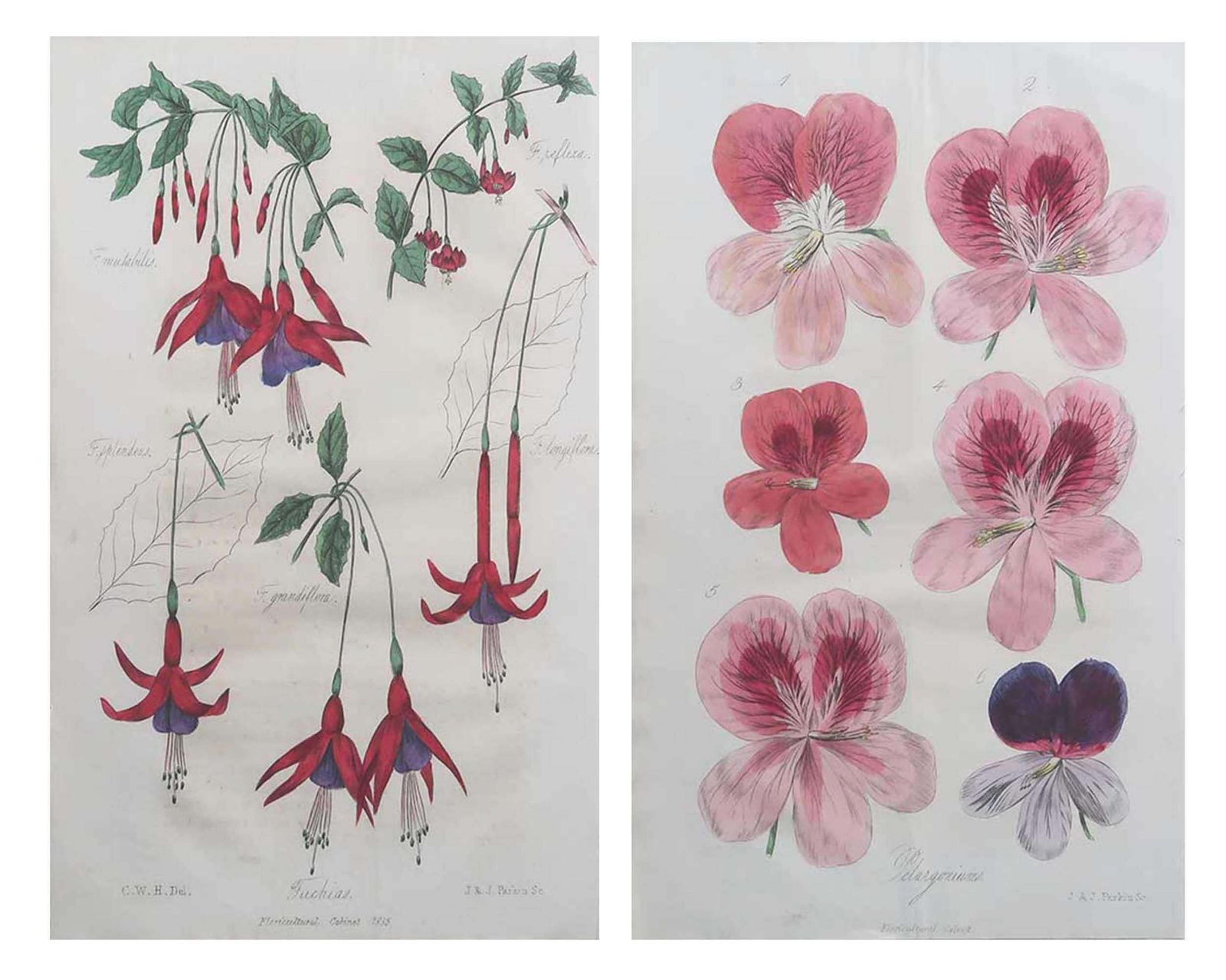Pair Of Original Antique Botanical Prints   Fuchsias And Pelargonium. 1835 photo furniture