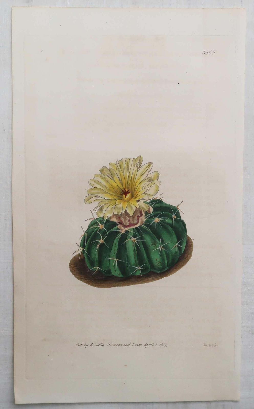 Paar antieke prenten van cactussen. Gedateerd 1838 photo Kunst