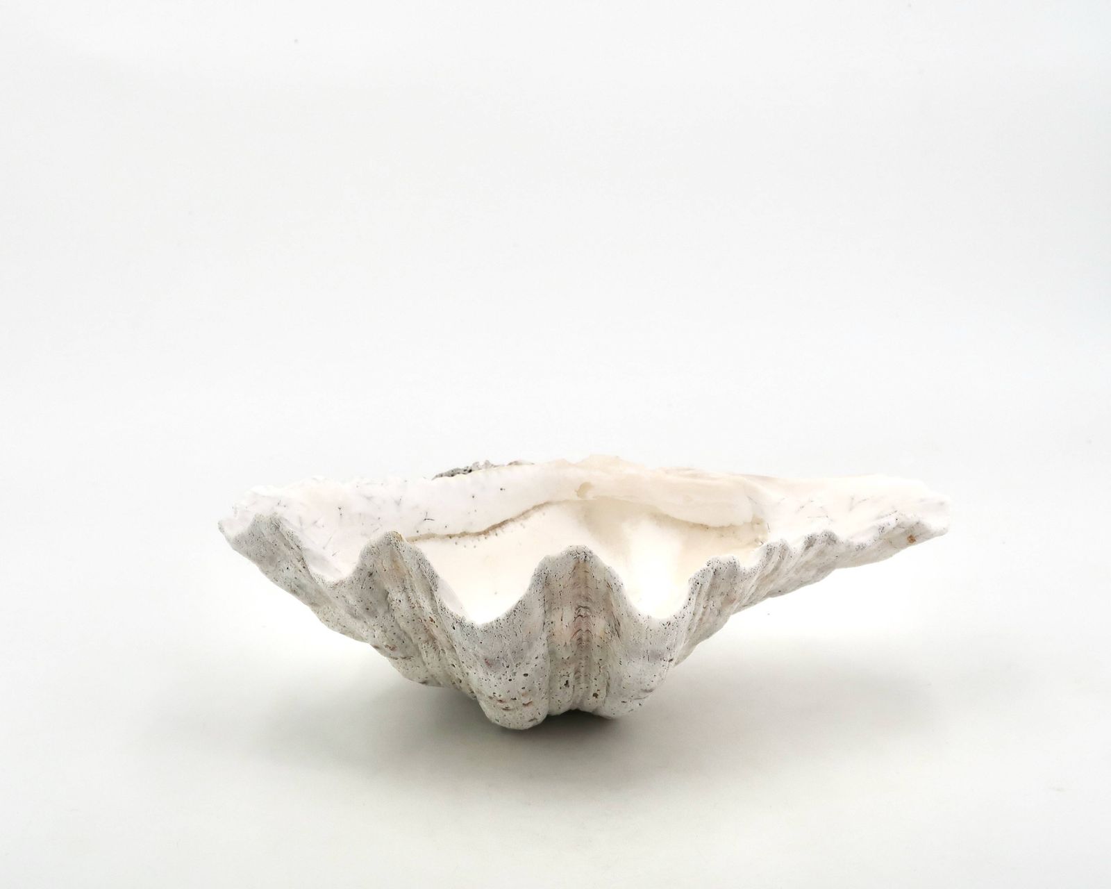 Coupelle en coquillage naturel blanc, années 1970.
