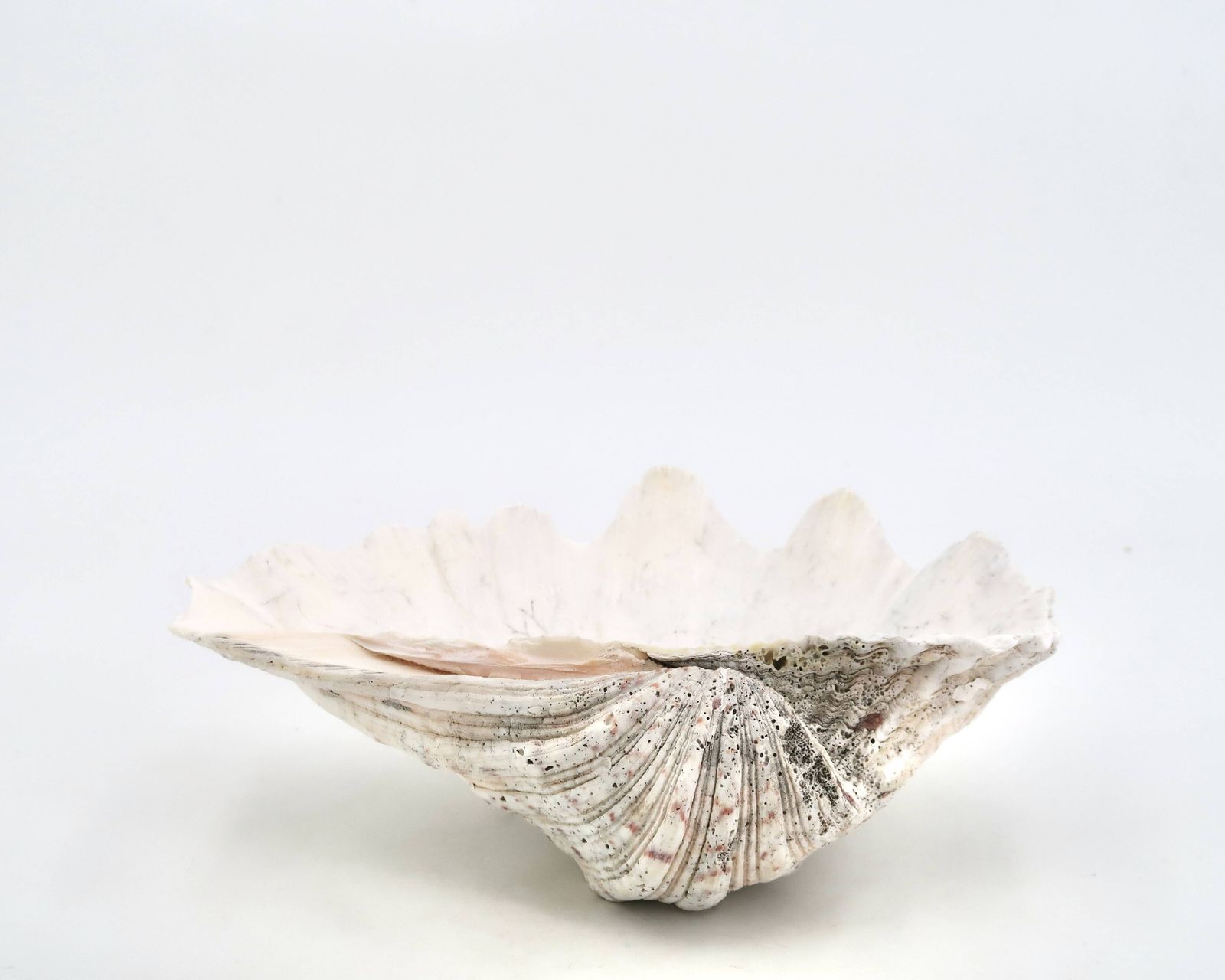 Coupelle en coquillage naturel blanc, années 1970. photo buy