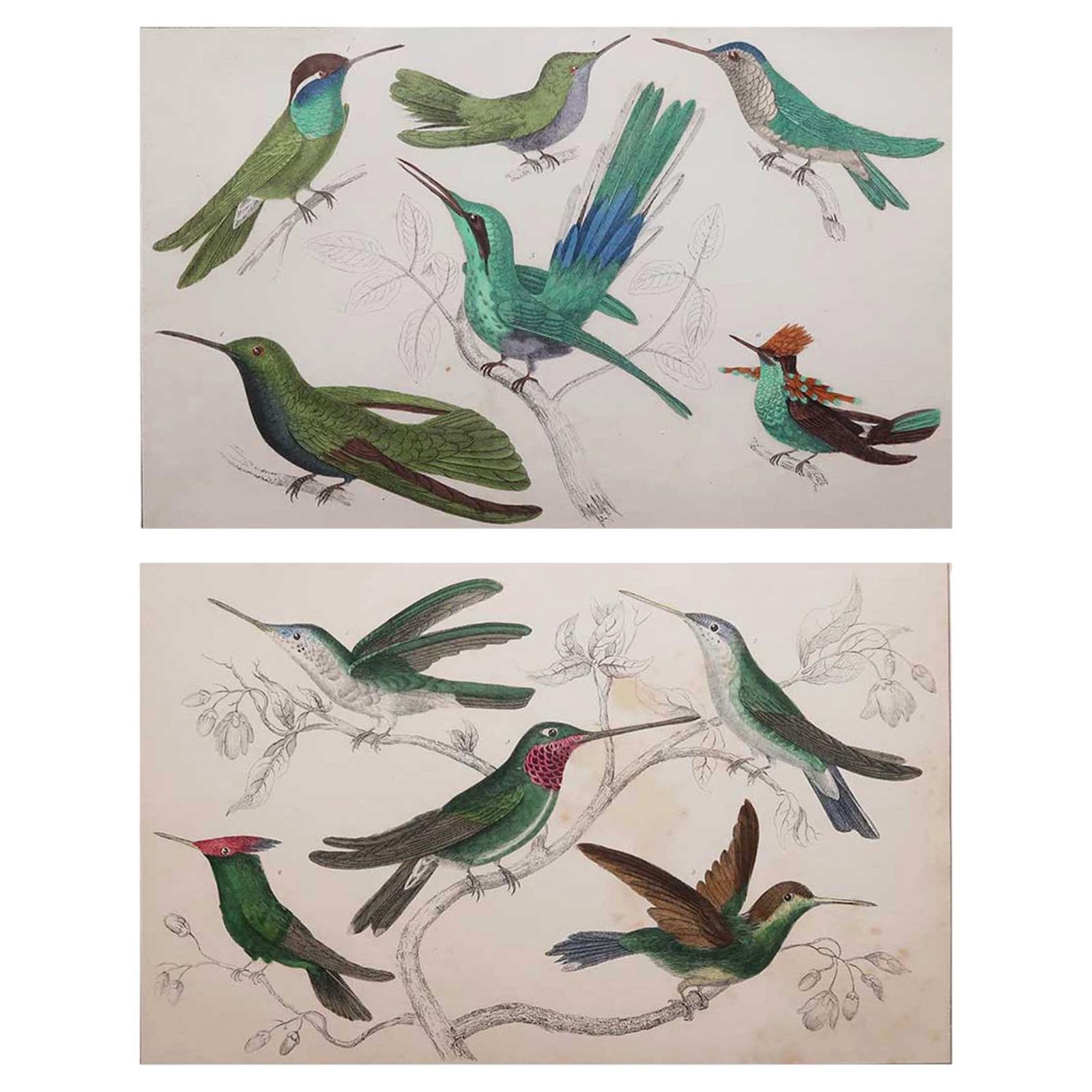 Antieke vogelprenten, kolibries. 1847