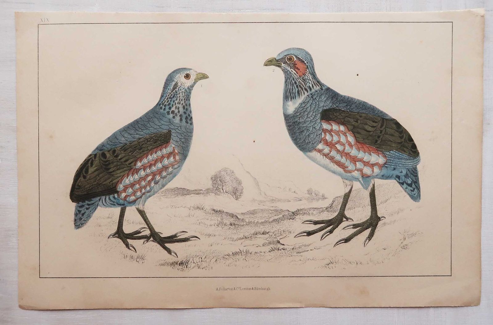 Antieke prenten van jachtvogels, kwartels en patrijzen. 1847 photo for sale