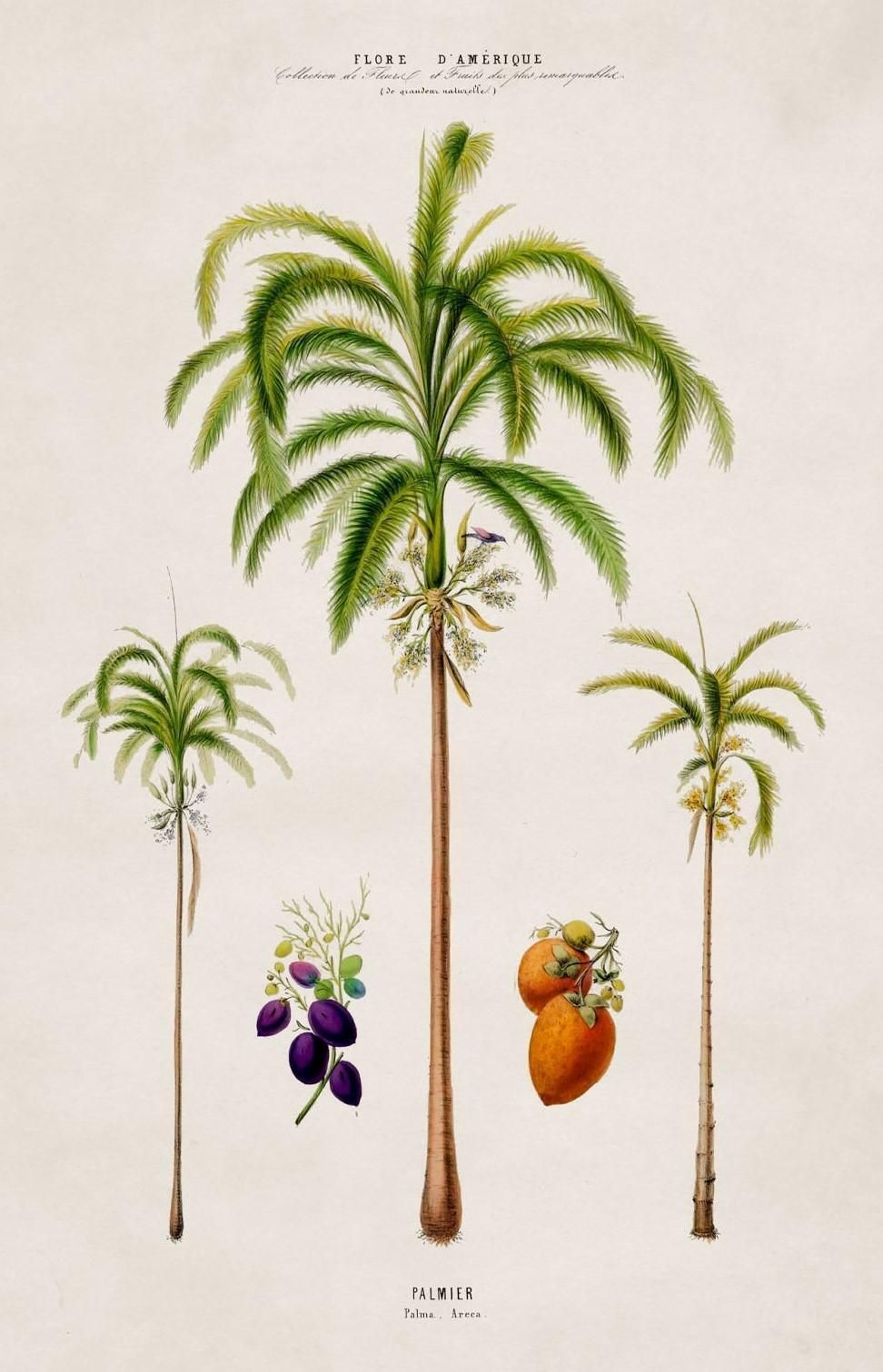Set van vier ingelijste prenten van Zuid-Amerikaanse palmbomen, naar originelen uit 1843, nieuw photo Kunst