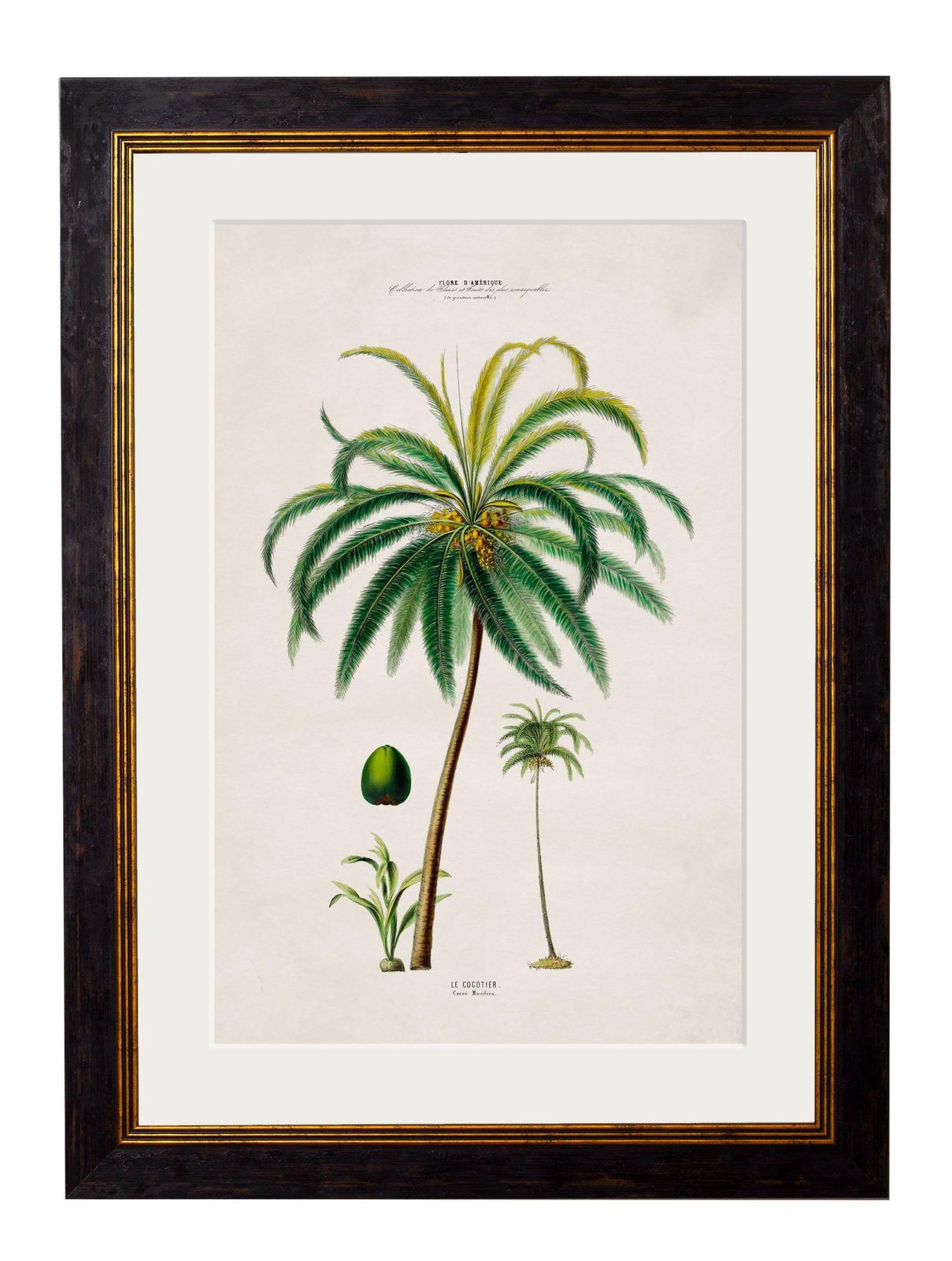 Set Of Four Framed Prints Of South American Palm Trees From 1843 Originals, New photo buy