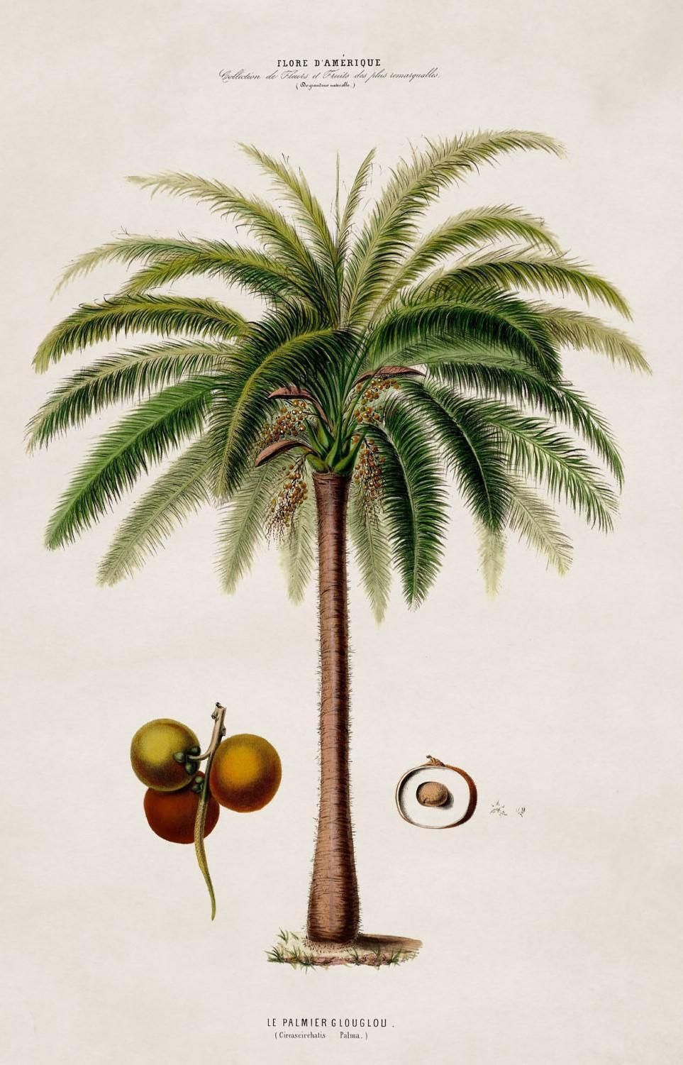 photo for sale Set Of Four Framed Prints Of South American Palm Trees From 1843 Originals, New