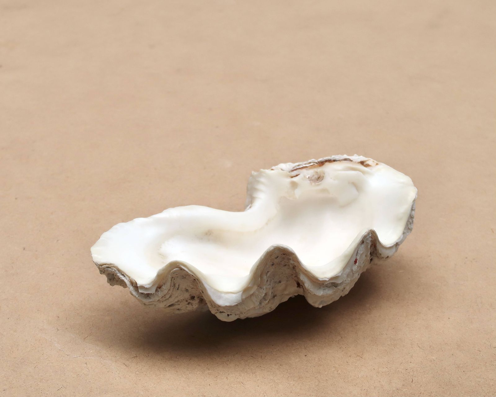 Vide-poche en coquillage naturel blanc beige, années 1970. photo furniture