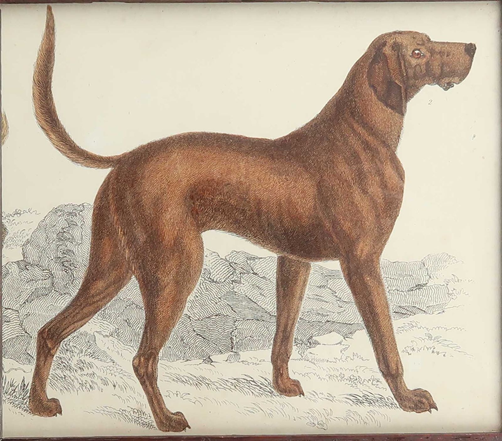 Original Antique Framed Print Of A Bloodhound, 1847 photo for sale