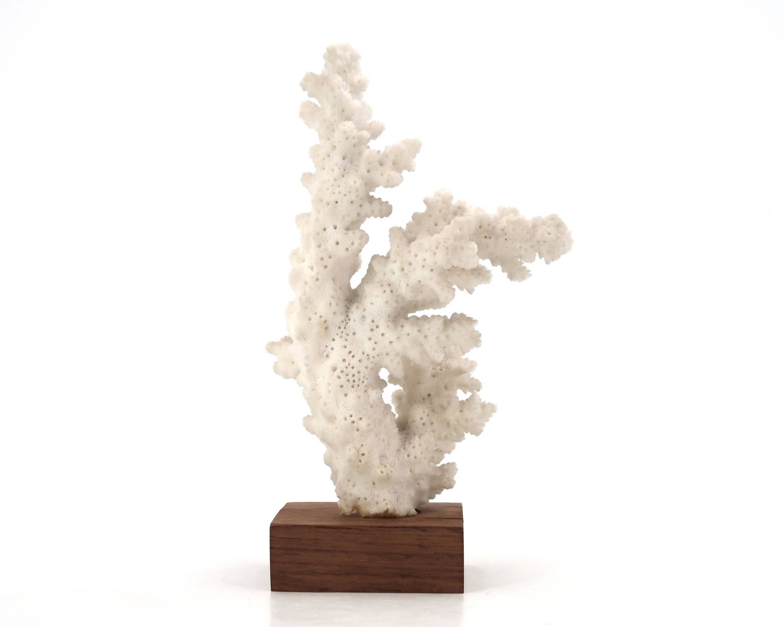 Corail naturel blanc sur socle en bois, années 1970 photo for sale