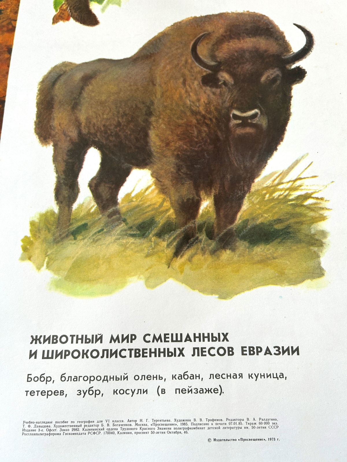 Original Soviet Vintage Educational Wildlife Poster – Eurasian Forest Animals: Deer, Bison, Wild Boar, Beaver | Ussr School Chart photo for sale
