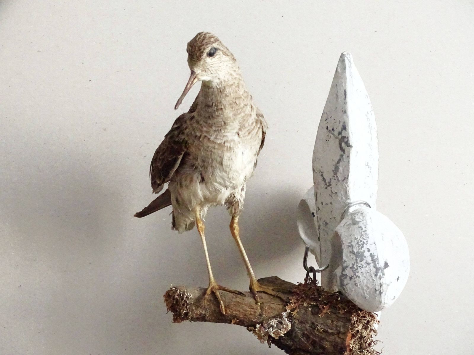 Vintage Bird Taxidermy Calidris Pugnax, Real Naturalized Bird On Branch, European Bird Hunting Trophy, Old Stuffed Bird, Taxidermy Wildlife photo Home Decor