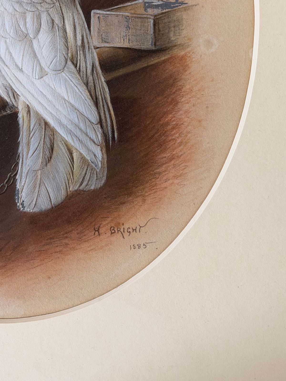 Victorian White Cockatoo Bird With Yellow Crest Perched In Interior Signed Orig photo for sale