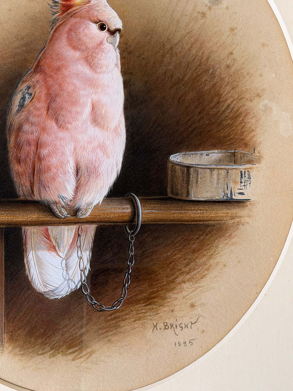 Aquarelle victorienne représentant un cacatoès rose sur un perchoir avec une gamelle, signée Harry Bright photo Art