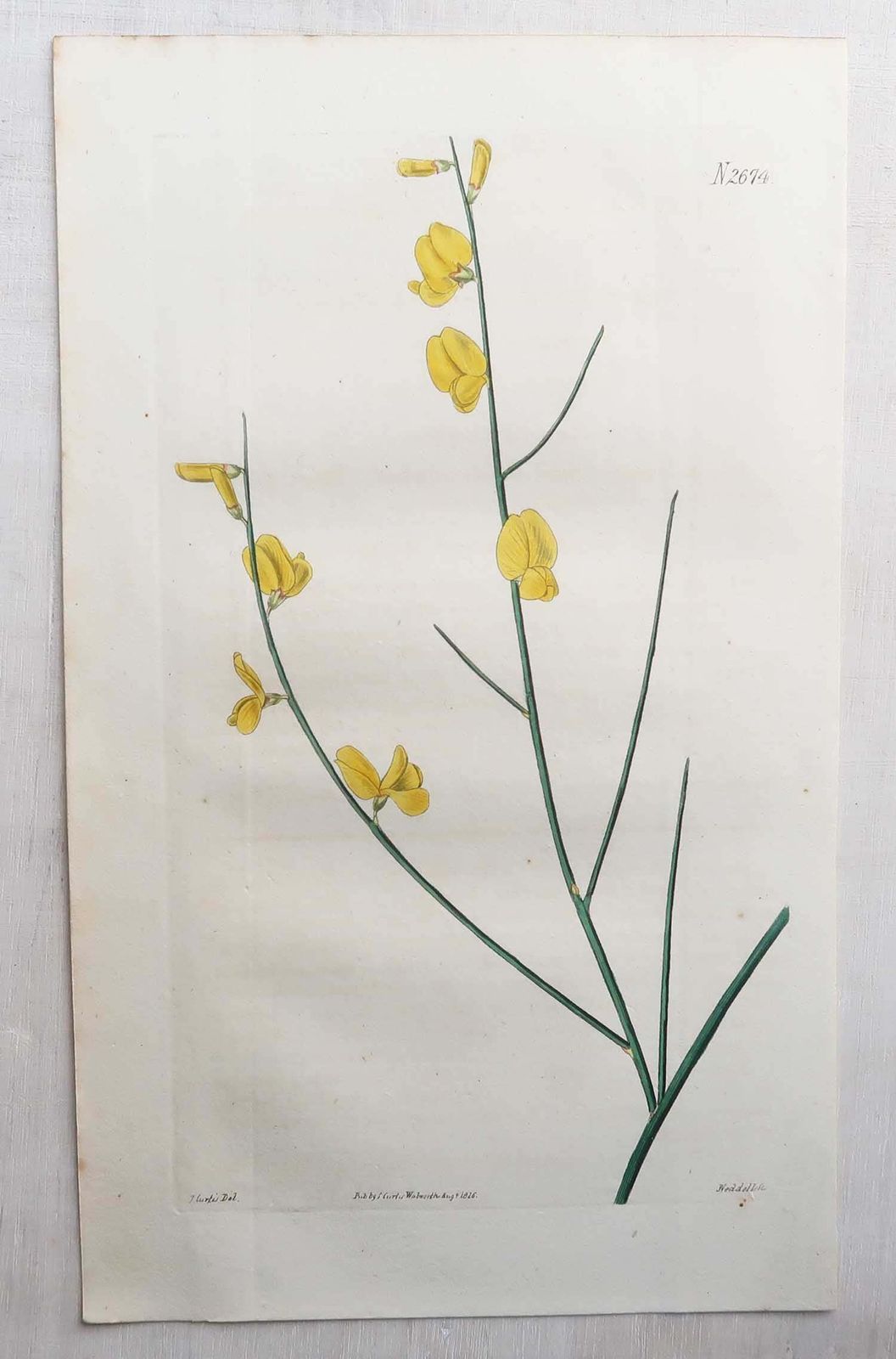 Set Of 12 Original Antique Botanical Prints. Curtis. Dated 1826 photo for sale