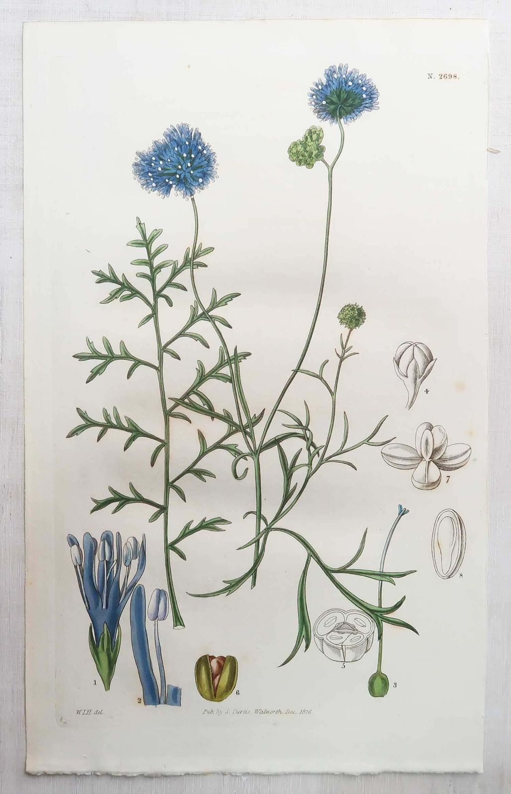 Set van 12 antieke botanische prenten. Curtis. Gedateerd 1826 photo 400.0