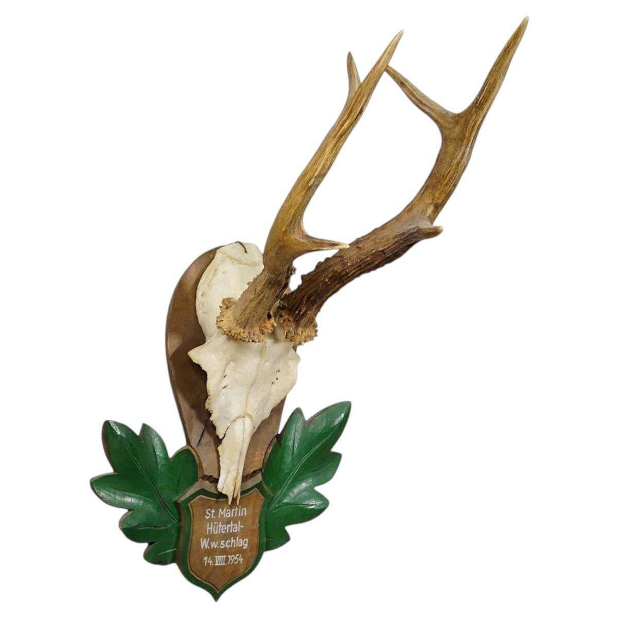 Fraai Zwarte Woud Edelhertentrofee op Gesneden Plaquette   Duitsland 1954