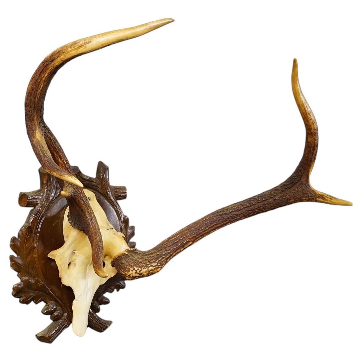 Abnorm Black Forest Red Deer Trophy On Carved Plaque Germany 1930s