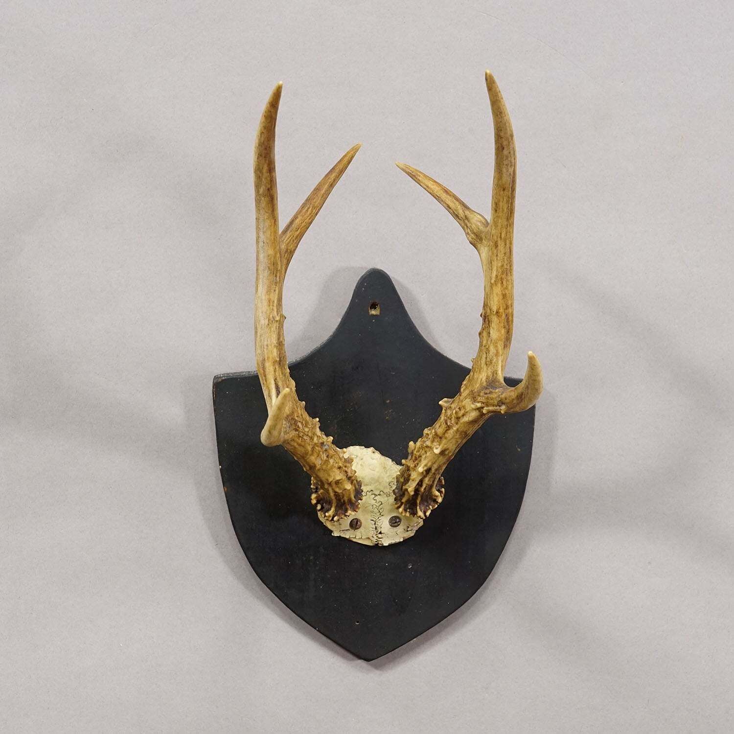 Antiek Zwart Woud Sika Hert Trofee op Zwart Plaquette Salem Duitsland 1878 photo for sale