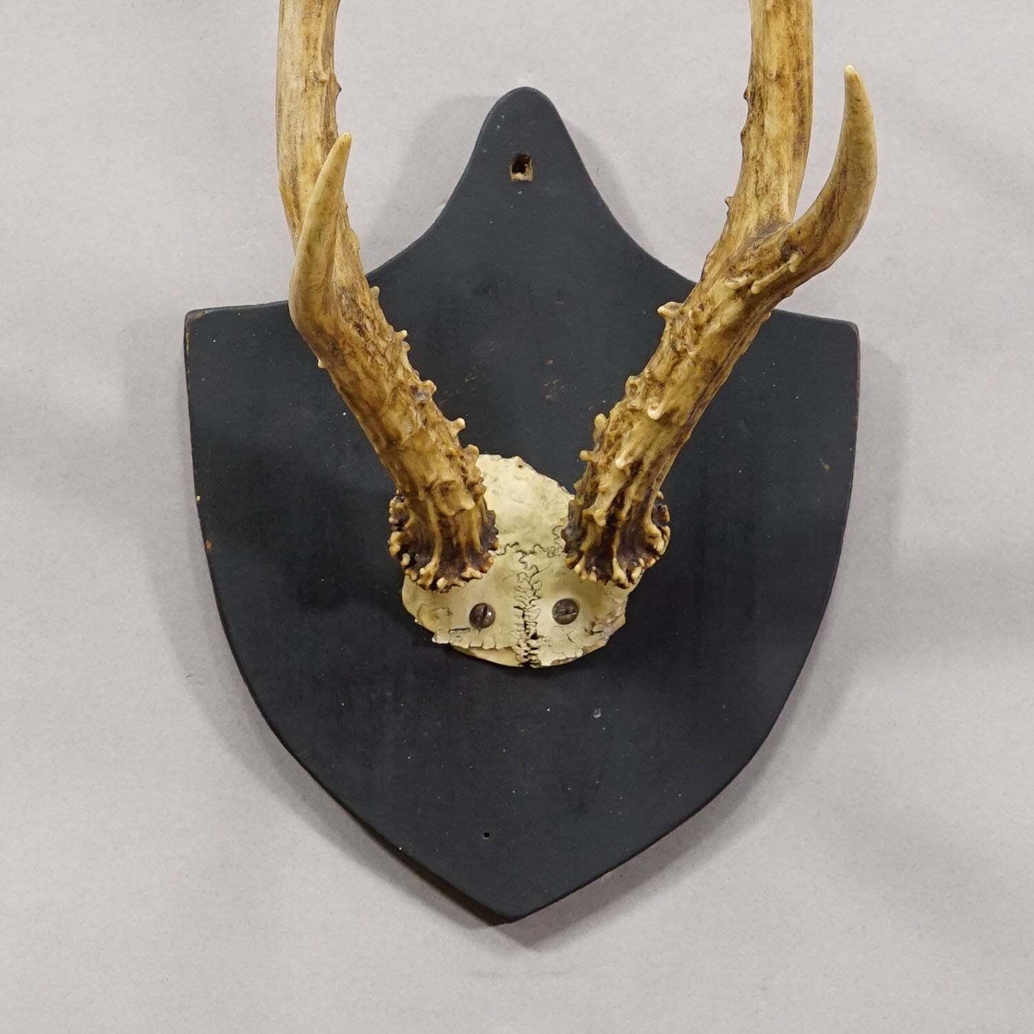 Antiek Zwart Woud Sika Hert Trofee op Zwart Plaquette Salem Duitsland 1878 photo Woonaccessoires