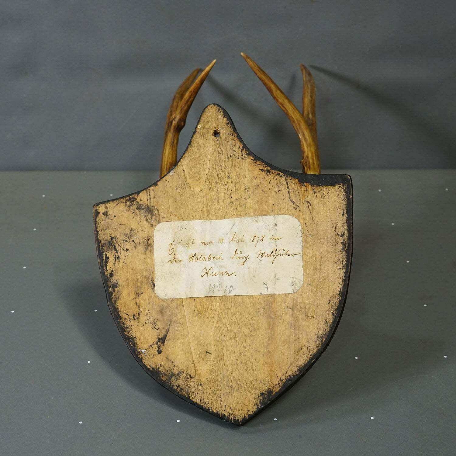 Antiek Zwart Woud Sika Hert Trofee op Zwart Plaquette Salem Duitsland 1878 photo buy
