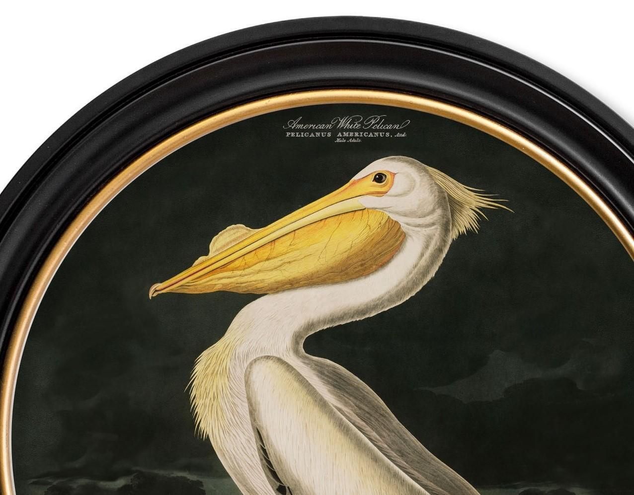 American White Pelican Print Audubon's Birds Of America ca. 1838 Rond 44 cm Di. Nieuw photo for sale