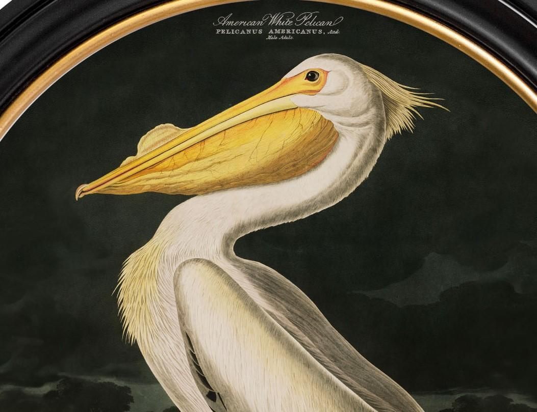 American White Pelican Print Audubon's Birds Of America ca. 1838 Rond 44 cm Di. Nieuw photo buy