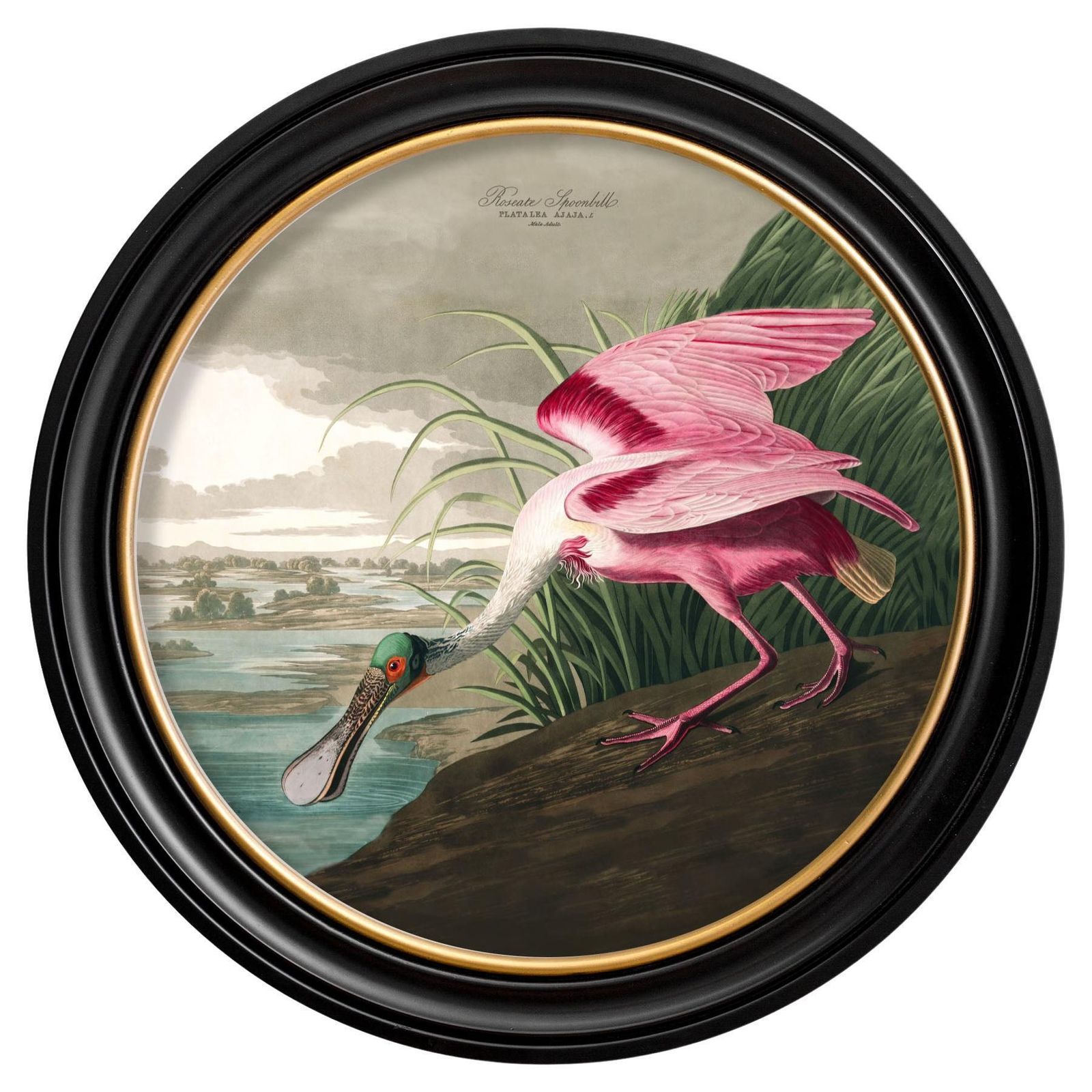 Roseate Spoonbill Print From Audubon's Birds Of America C1838 Round 70cm Di. New