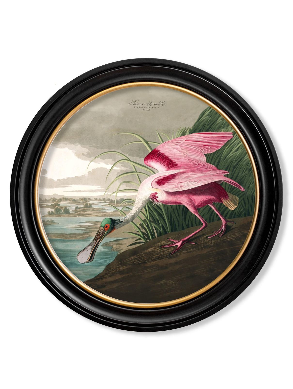 Roseate Spoonbill Print From Audubon's Birds Of America C1838 Round 70cm Di. New photo furniture