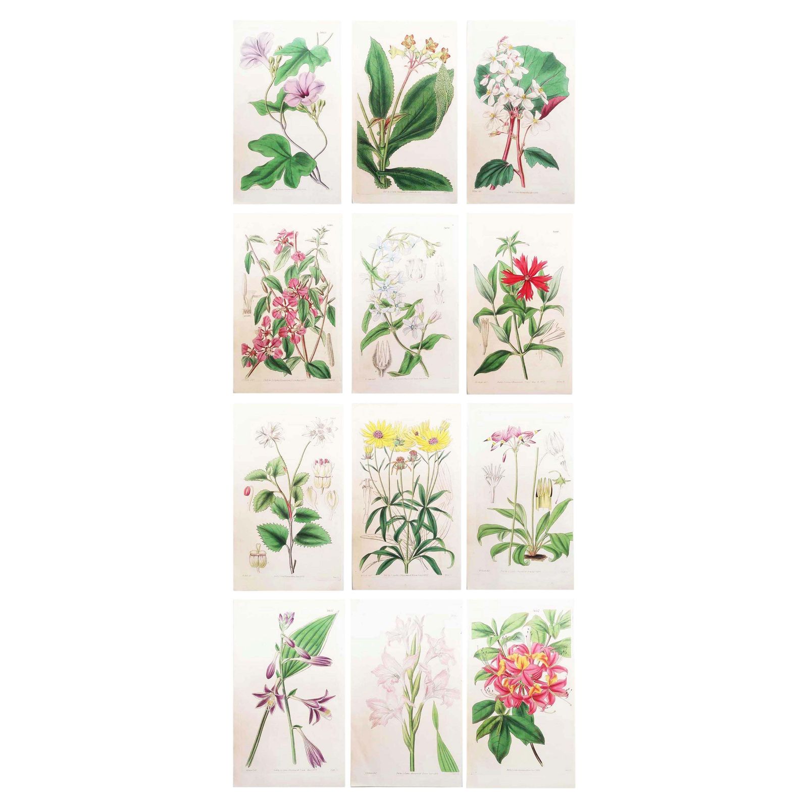 Set van 12 antieke botanische prenten naar William Fitch. Gedateerd 1838