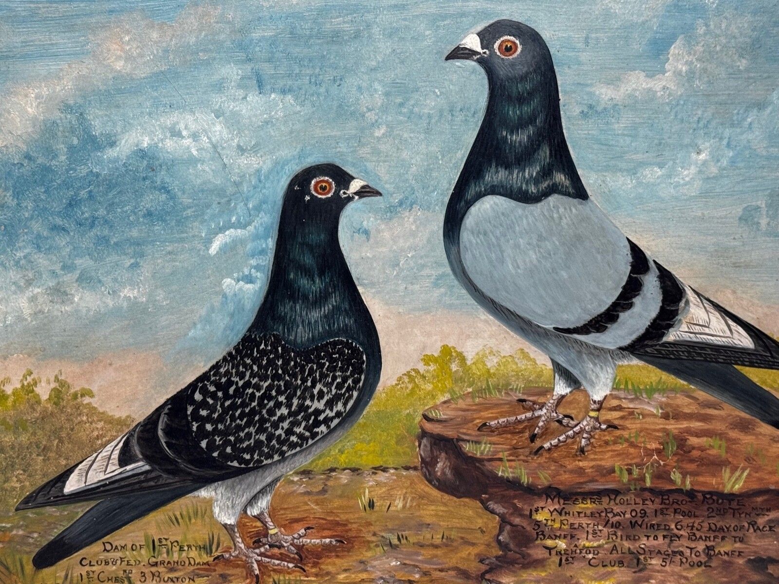 Old Badge Hen & Holley Brothers - Brits schilderij van een reisduif photo furniture