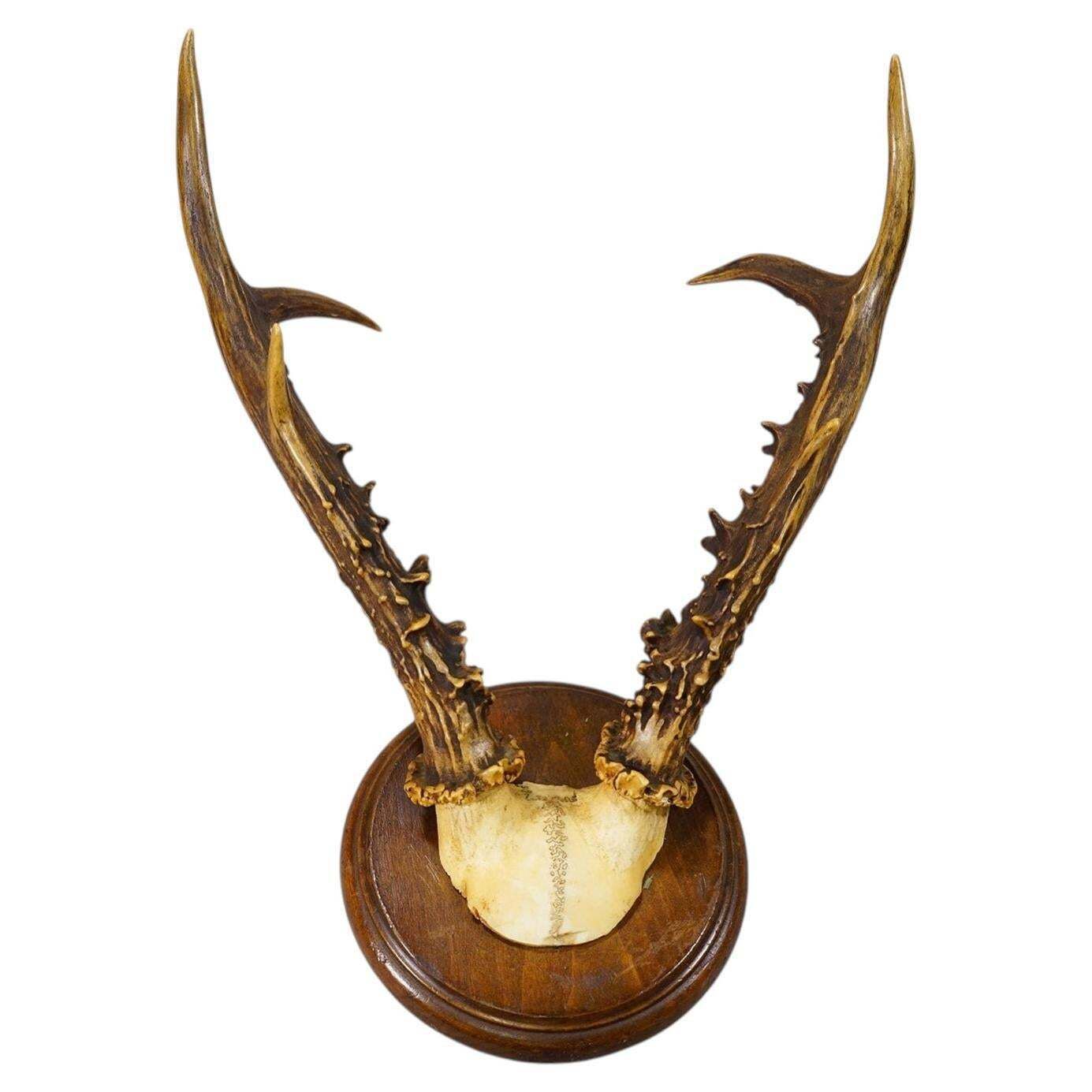 Antique Sika Deer Antler Trophy On Carved Plaque, Germany 1930s