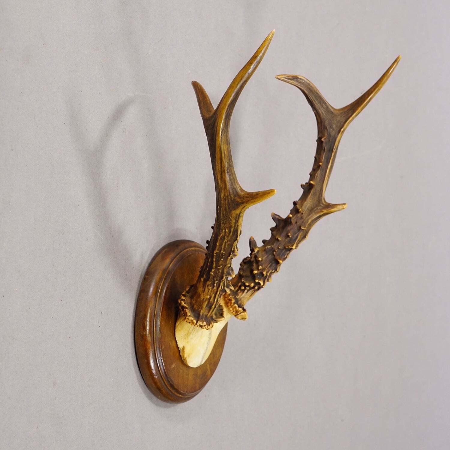 Antiek Sika Hertgewei Trofee op Gesneden Plaquette, Duitsland jaren 1930 photo furniture