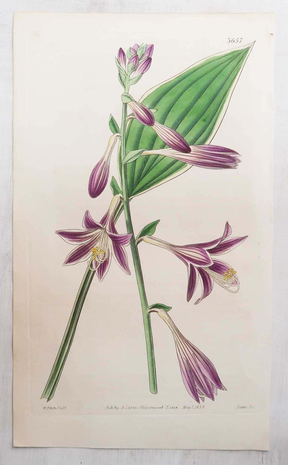487.0 Set van 12 antieke botanische prenten naar William Fitch. Gedateerd 1838 photo