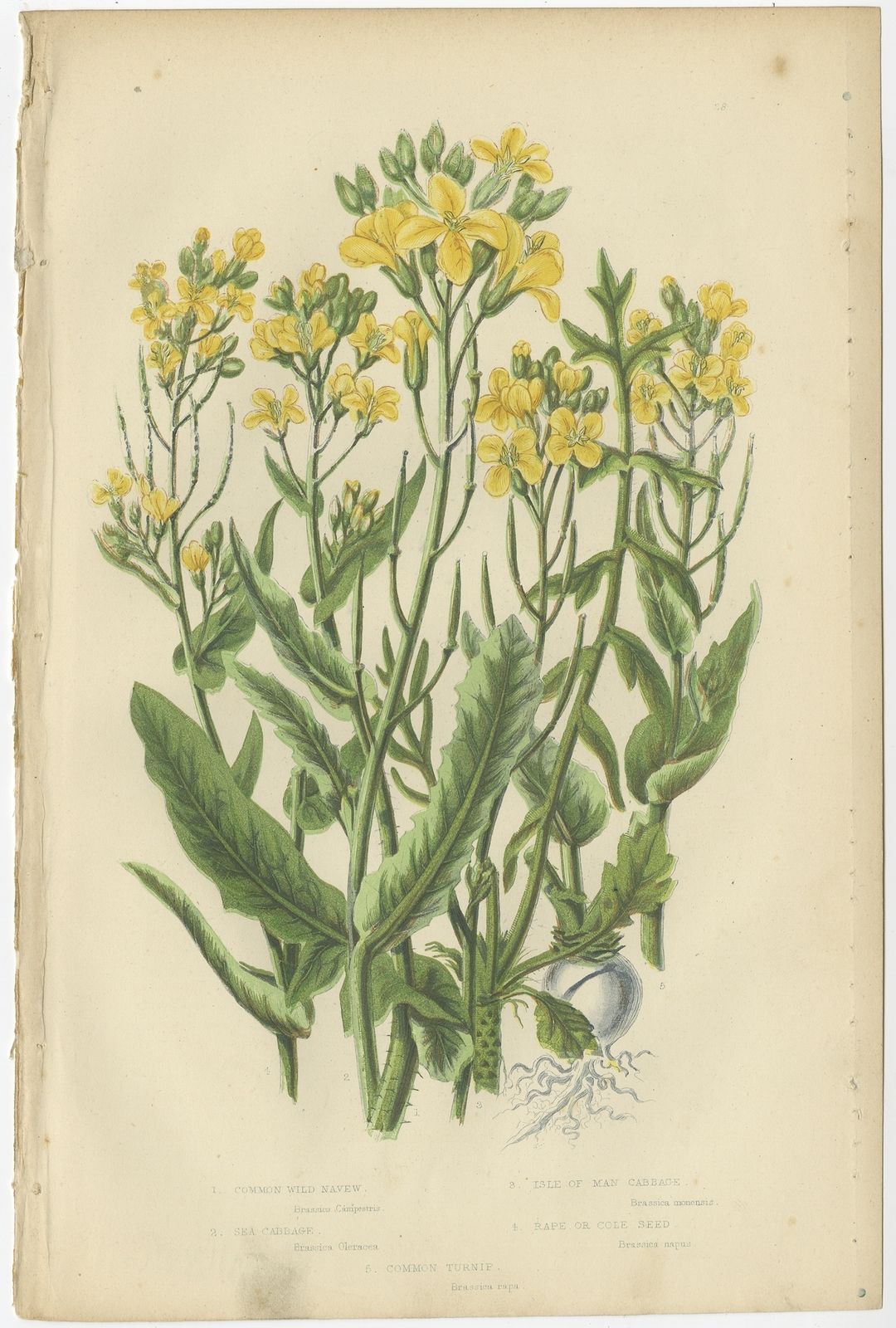 Pl. 28 Antique Botany Print Of Common Wild Navew By Pratt (C.1860)