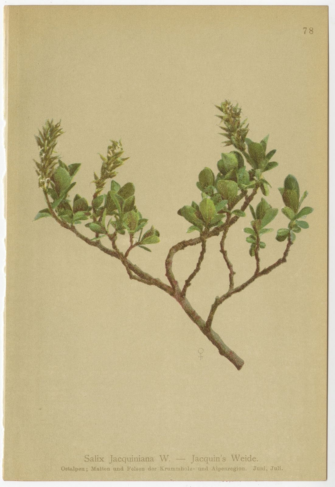 Antique Botany Print Of The Salix Jacquiniana Plant By Palla (1897)