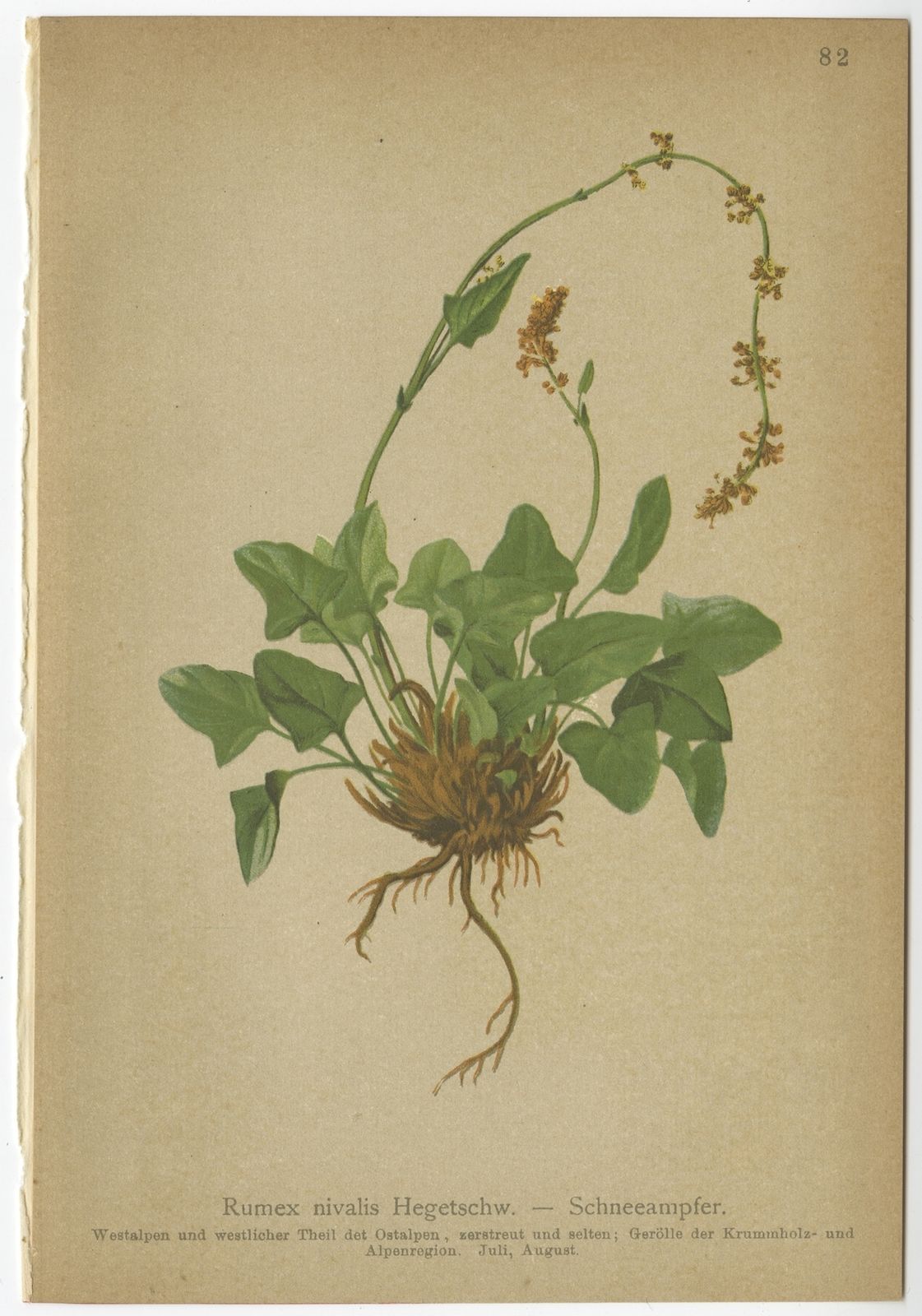 Antique Botany Print Of The Rumex Nivalis By Palla (1897)