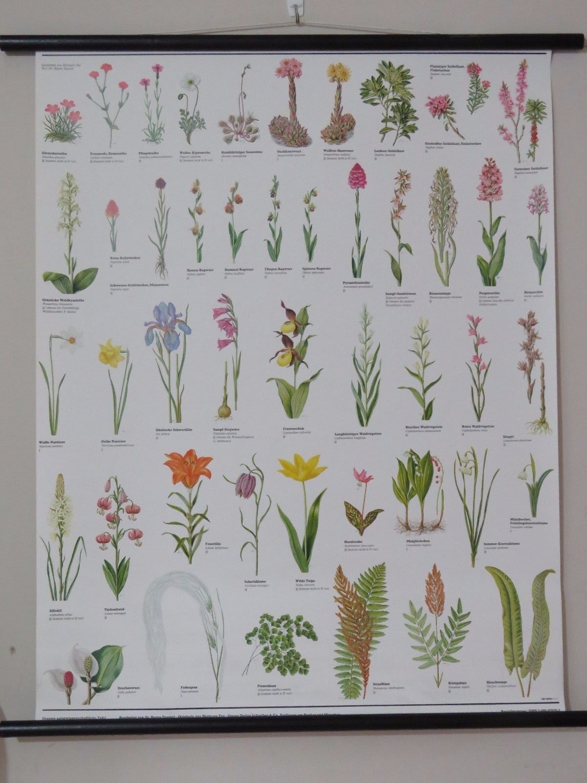 Vintage Pull Roll Down Botanical School Wall Chart Poster Of Flowering Plants I. photo furniture