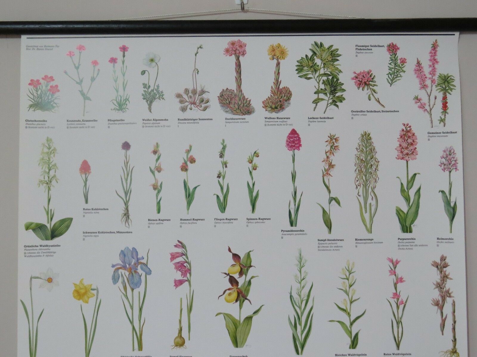 Vintage Pull Roll Down Botanical School Wall Chart Poster Of Flowering Plants I. photo for sale