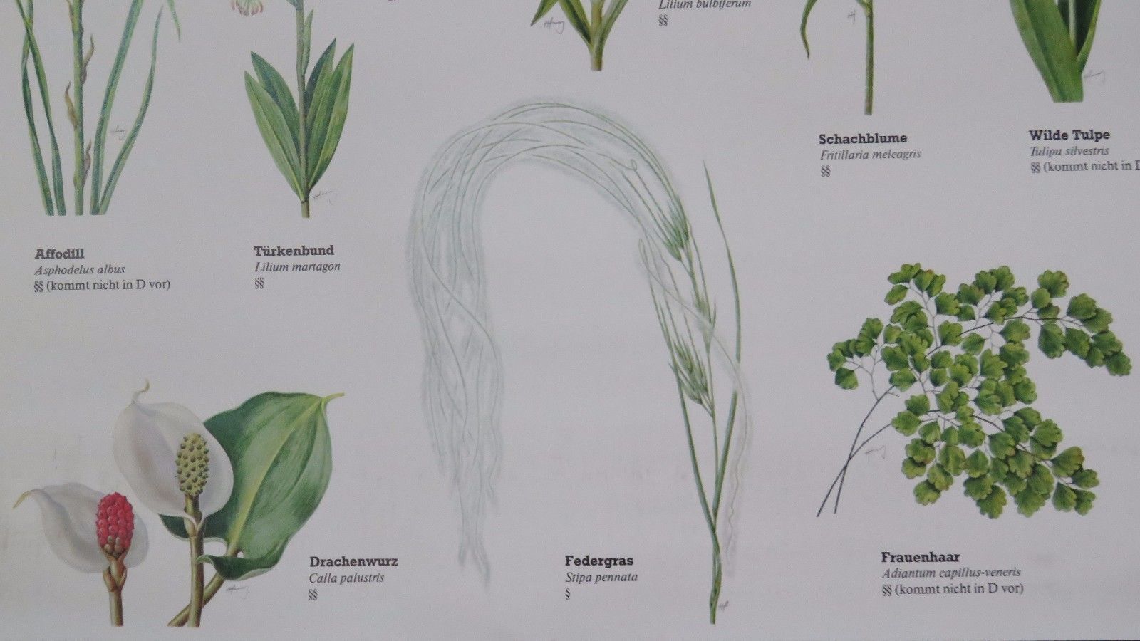 Vintage Pull Roll Down Botanical School Wall Chart Poster Of Flowering Plants I. photo vintage
