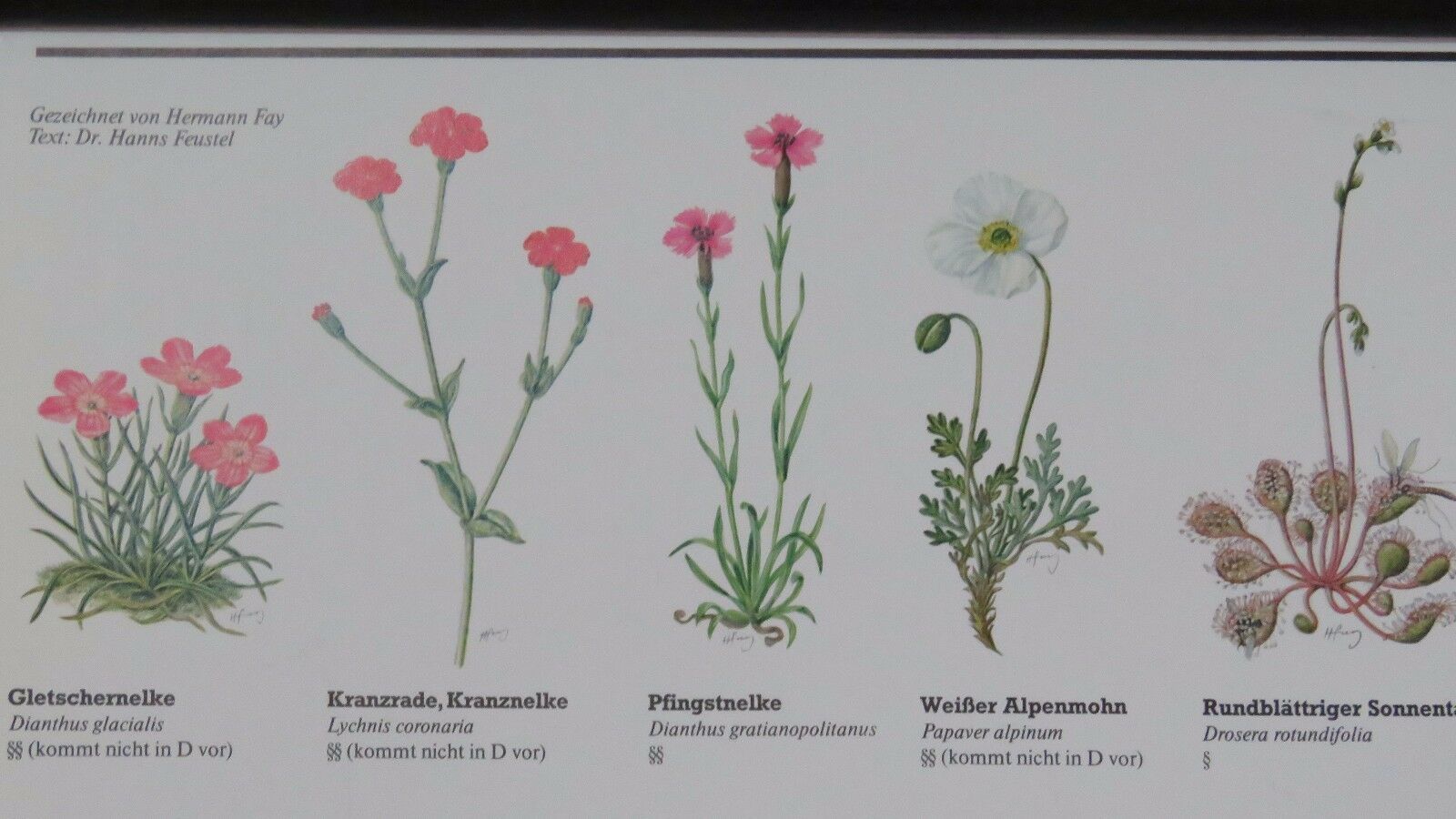 photo furniture Vintage Pull Roll Down Botanical School Wall Chart Poster Of Flowering Plants I.