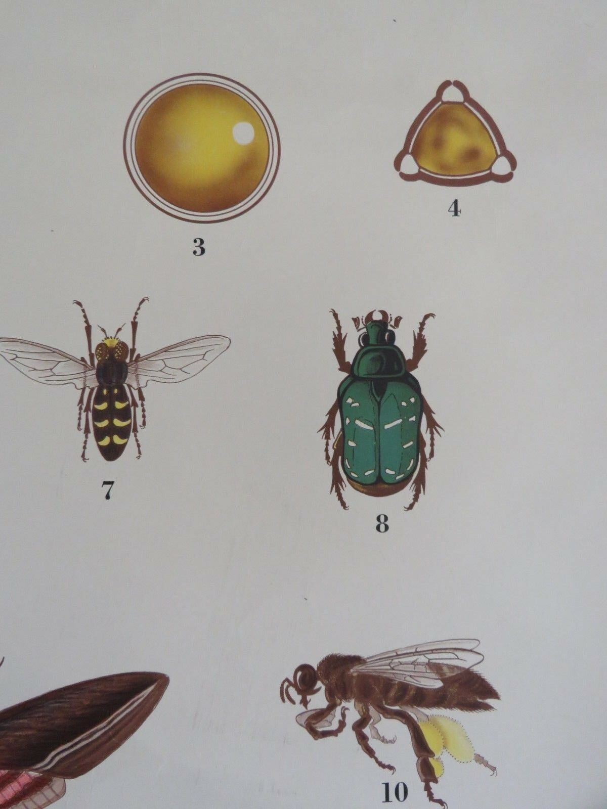 photo furniture Vintage Botanical School Chart Of The Life Of Plants Series Pollination