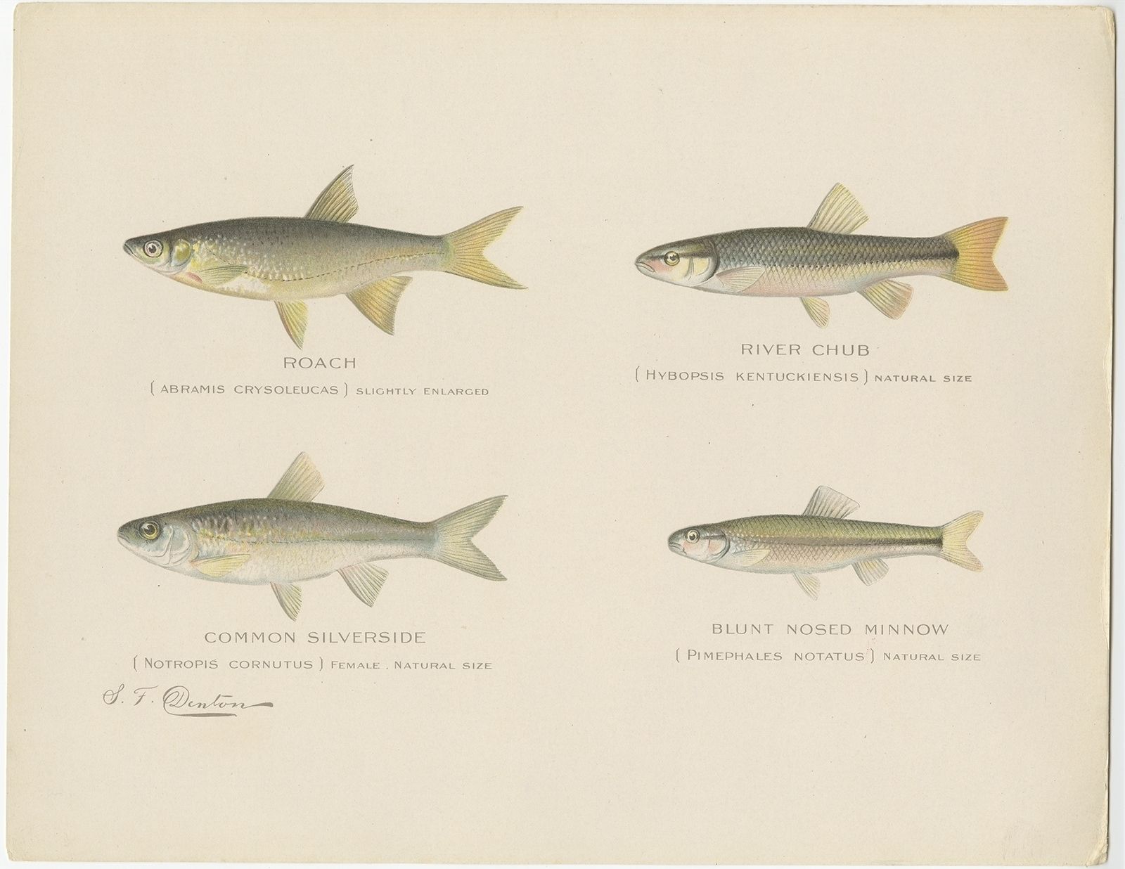 Antique Print Of The Roach Fish And Others Made After Denton (C.1902)